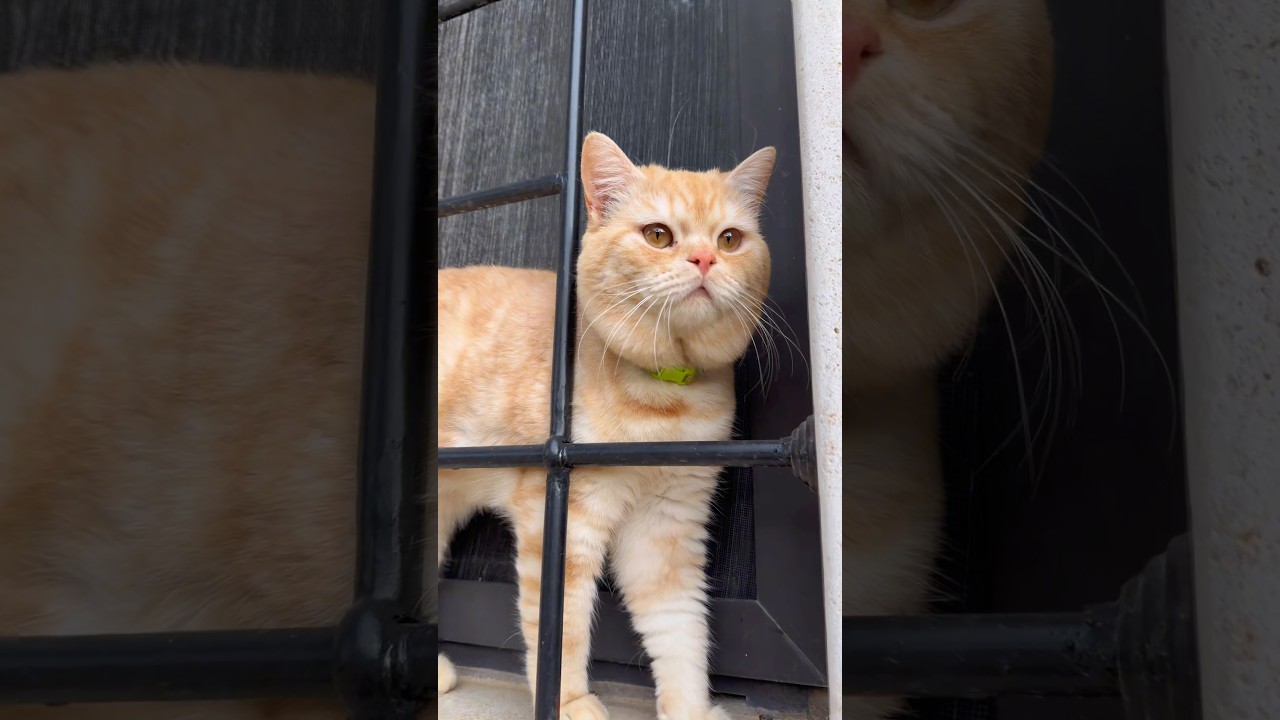 احمد ساعدة القط ليو:😱