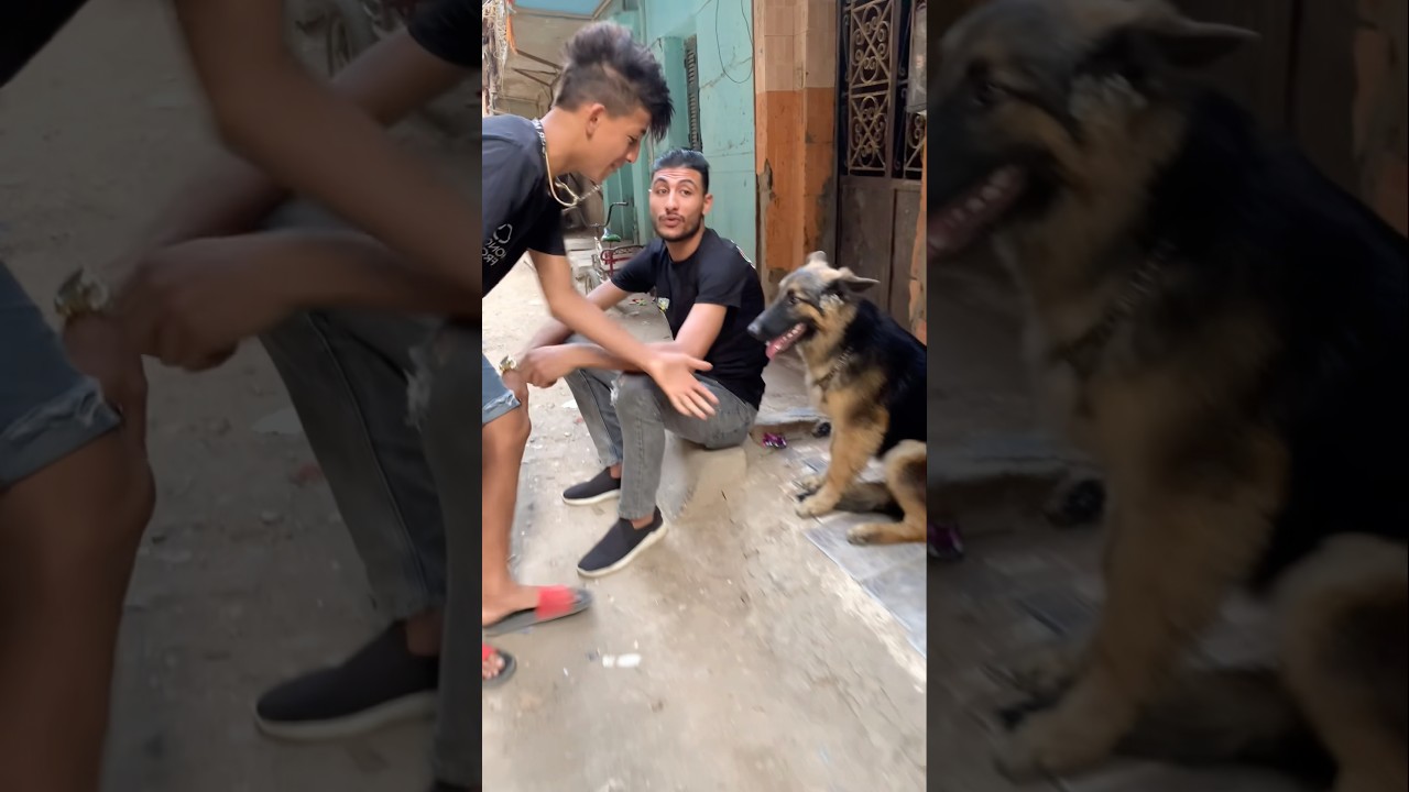 ‏حد شاف الكلب عامل ايه🫪😱 ‏اوعى تنسى تعملي اشتراك في القناة #اوشافتله