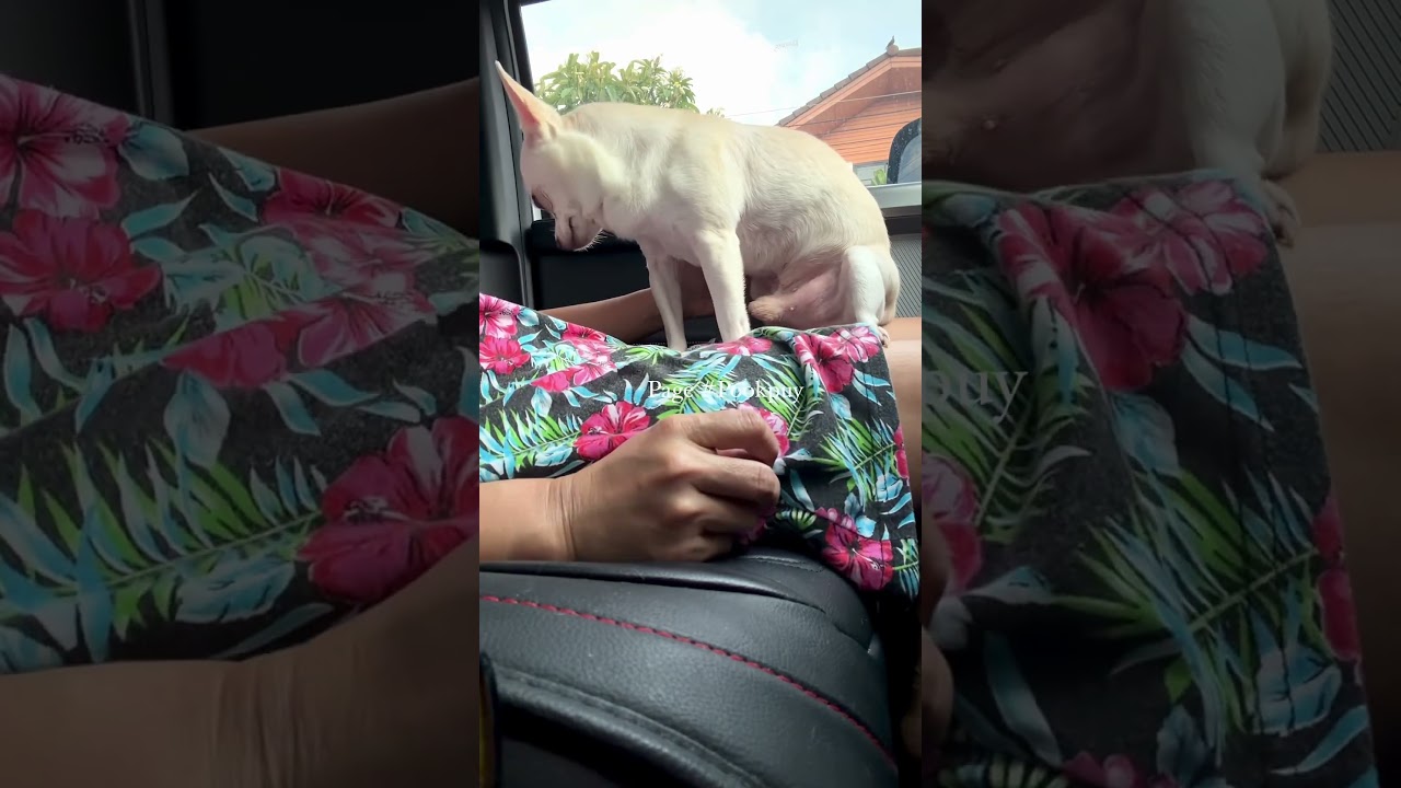 lovely #dogs #love #dogsofinstagram#beautiful #dog#instagood #puppy #cute #dogstagram #Short videos7