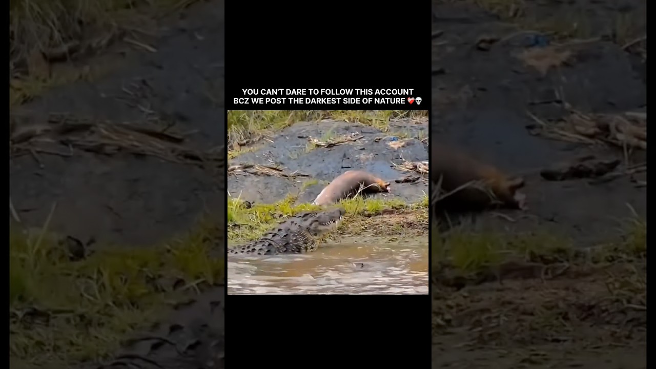 YOU CAN'T DARE TO FOLLOW THIS ACCOUNT, BCZ WE POST THE DARKEST SIDE OF NATURE 💀