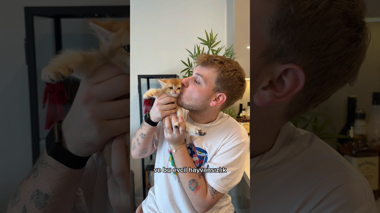 YENİ EVCİL HAYVANIM!!? (ÇOK TATLI) #emreuzunboy #kedi #evcilhayvan #vlog #shorts