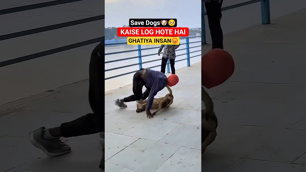 save animals cute dog 🥺🥰#shorts #dog #animals #youtubeshorts