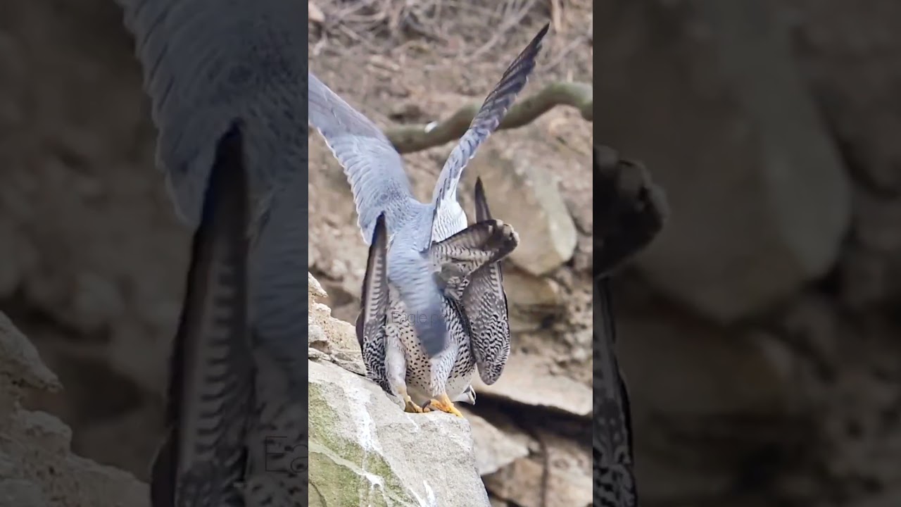 Nature’s Love Story: A beautiful moment with Peregrine Falcons