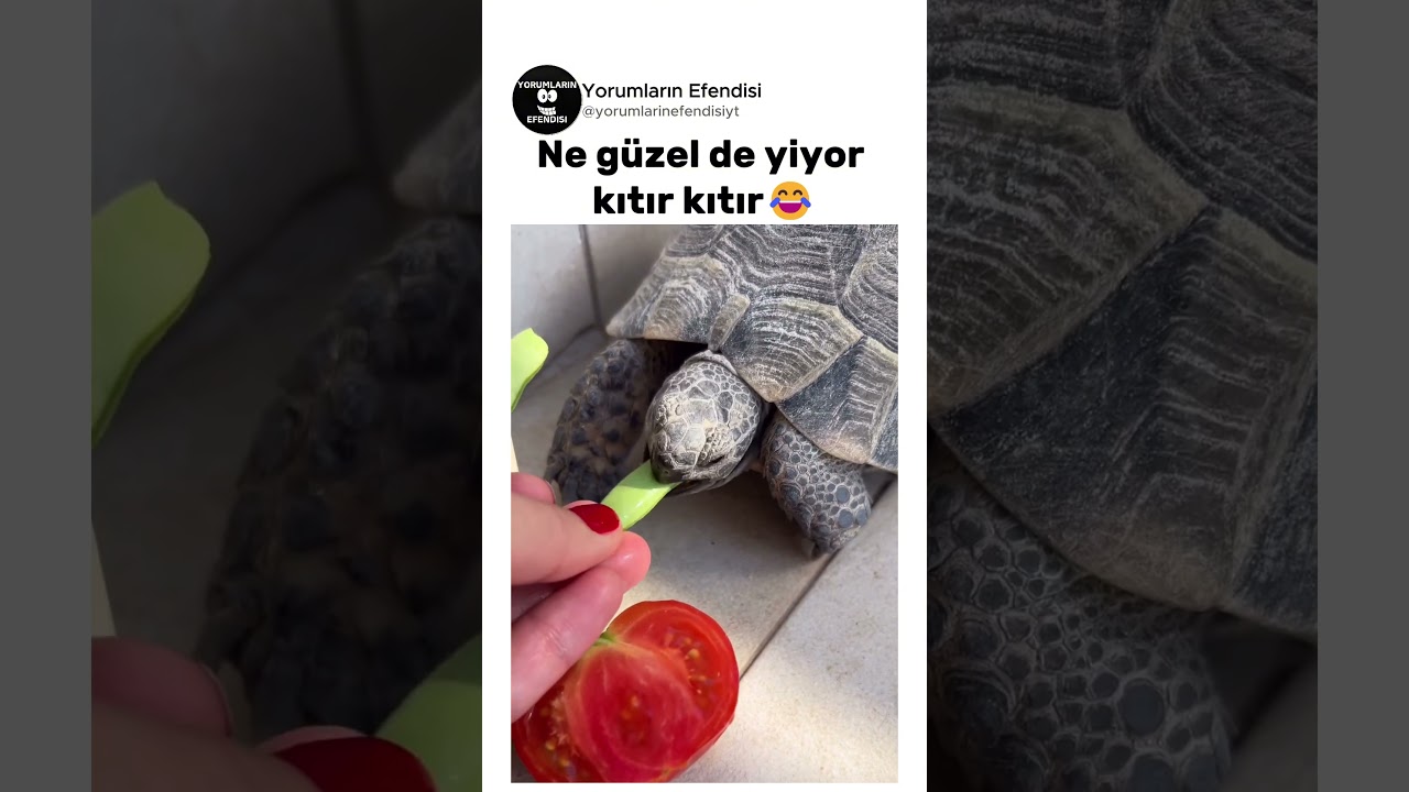 İnsanın kaplumbağa sahiplenesi geliyor😊 @dilekvlog