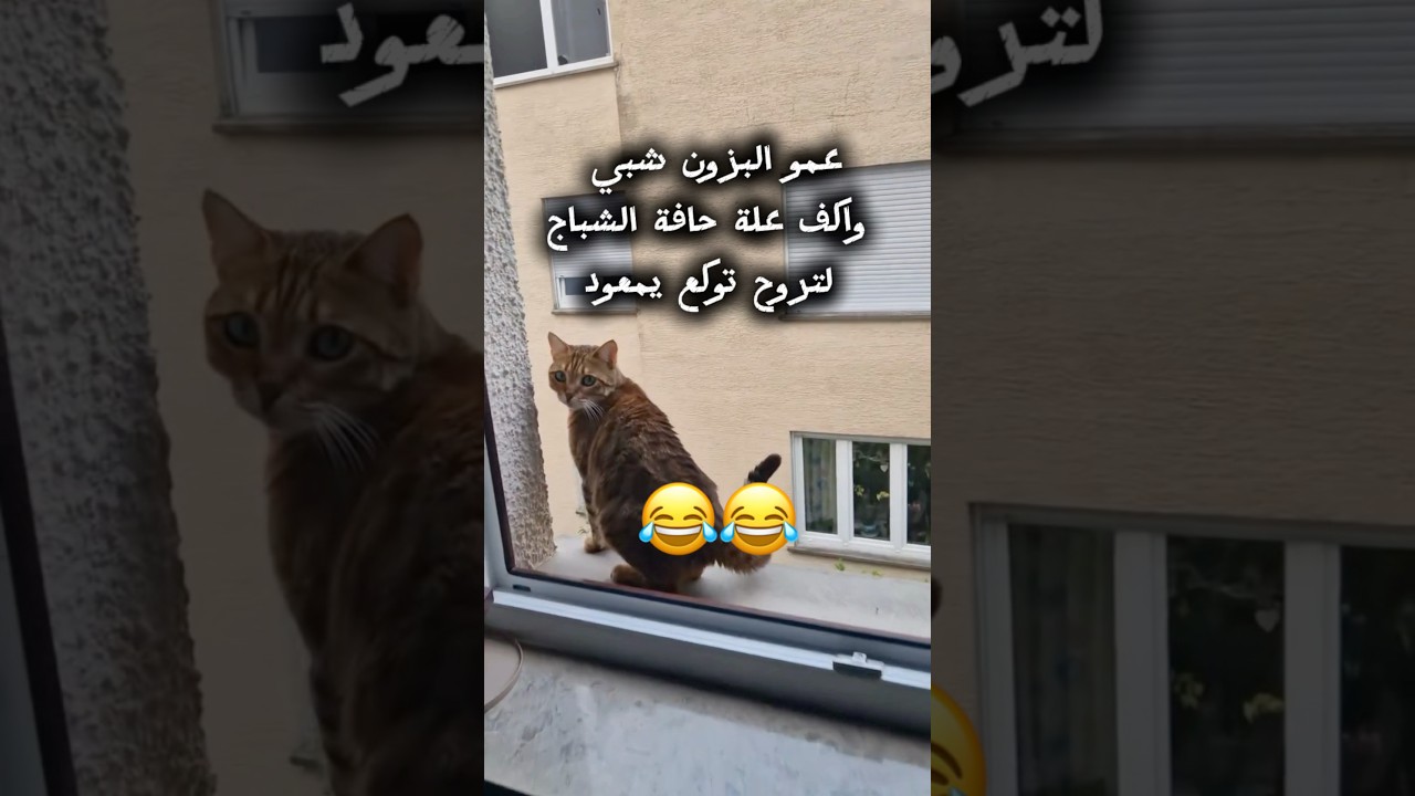 البزون شبي واكف علة حافة الشباج لتروح توكع يمعود 😂 / الجزء 388