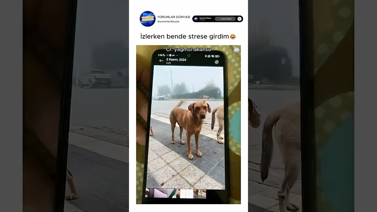 Köpekler çok heyecanlı bekliyor😂