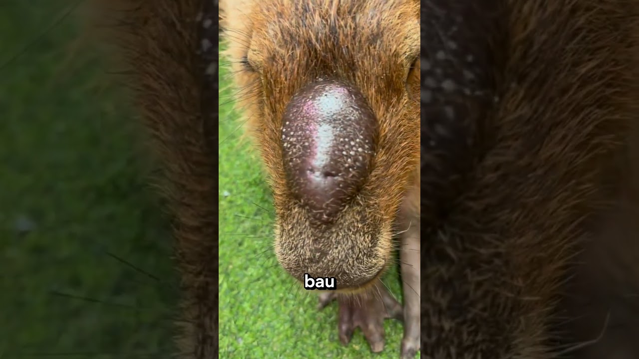 Capybara Ini Punya Benjolan Aneh di Hidungnya