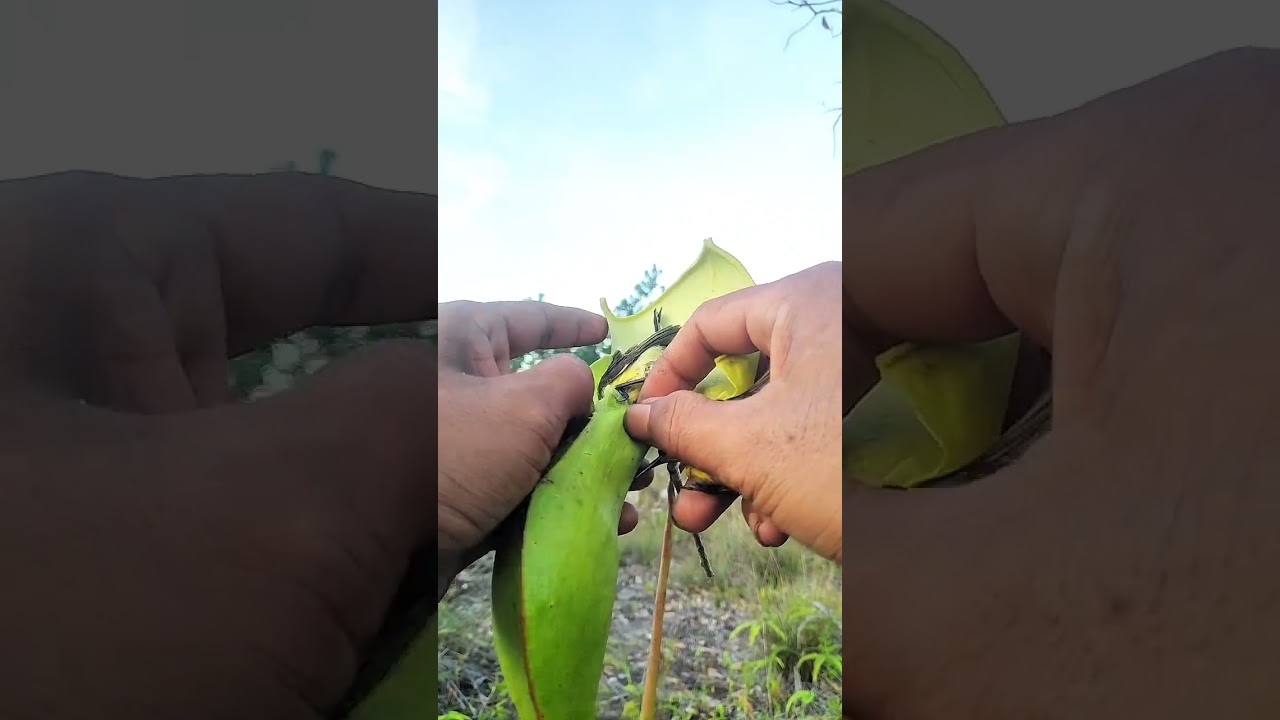 wow😮pitcher planet ada 4 burung yang terjebak saya harus menolongnya #birds