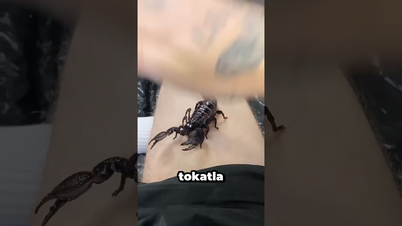 Bu Adamın Vücudunda Ölümcül Hayvanlar Var! 😨