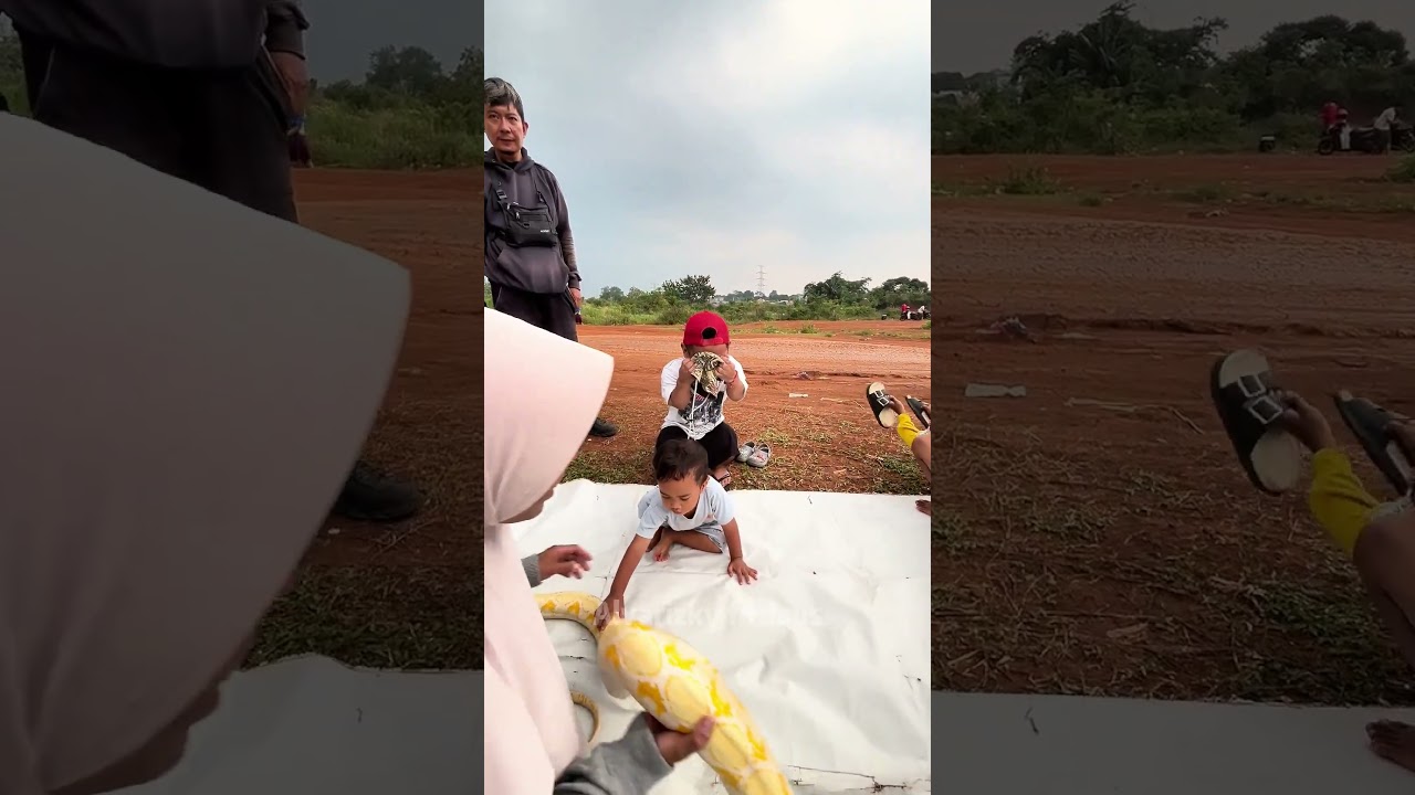 Papah tami mau nangis lihat ular sebesar ini #shorts