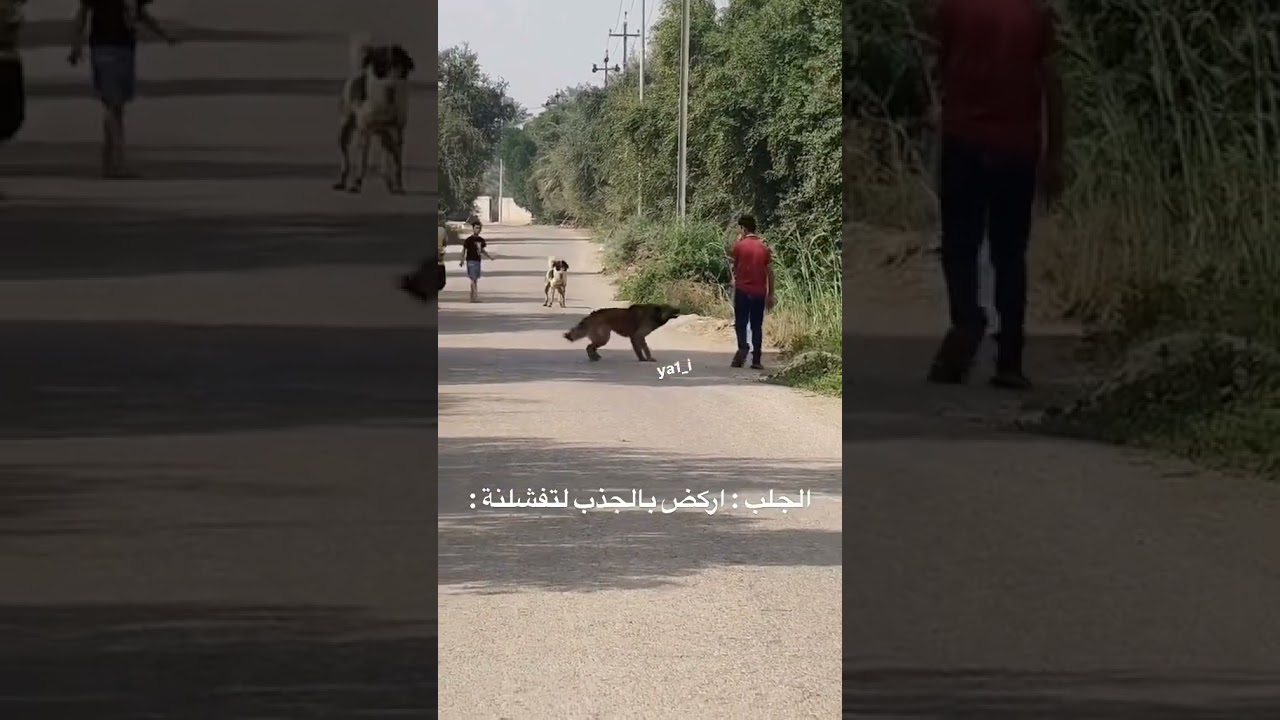 الجلب همداك اي والله فشلتني ولك😂💔🤦🙌🙌