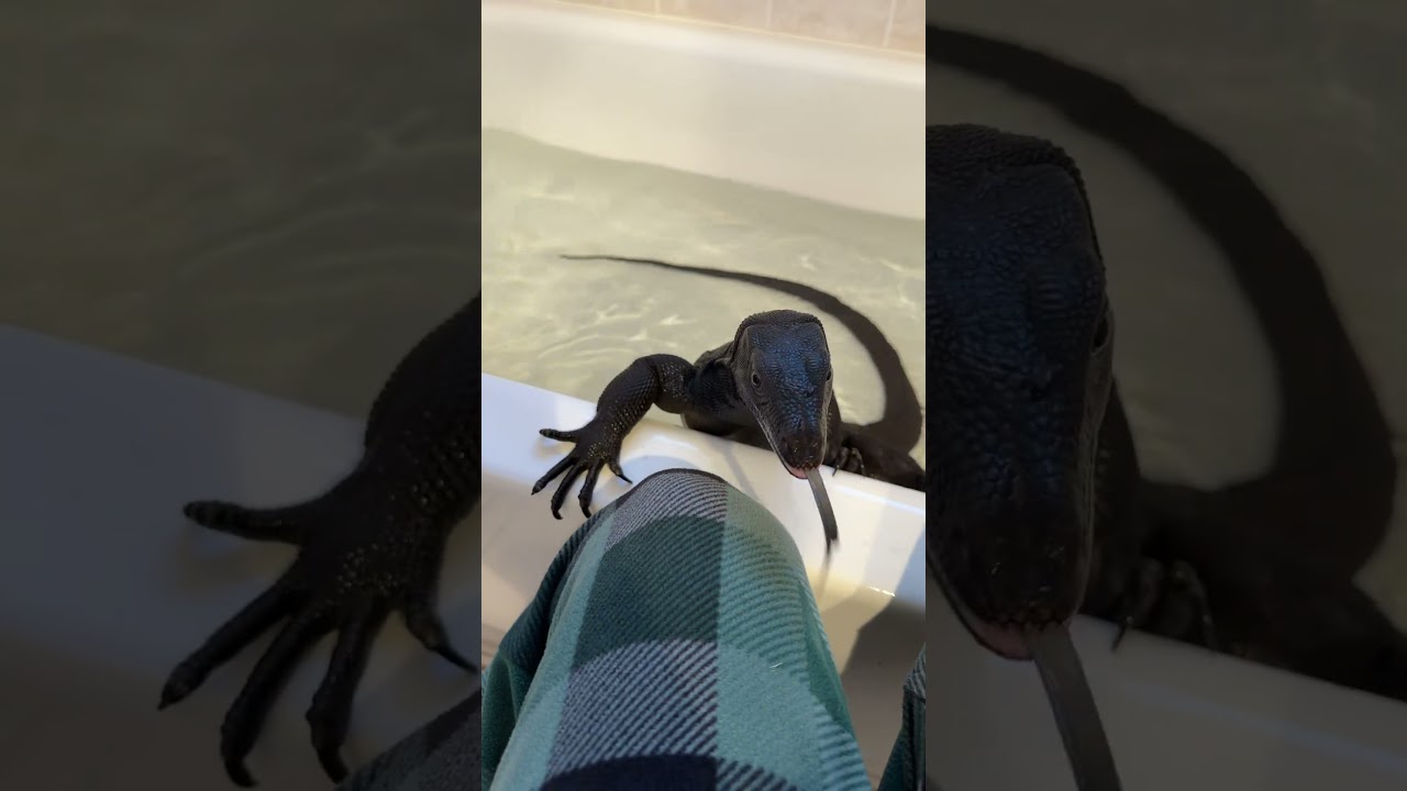 Grown a few feet since lol #reptiles #shorts - Published by Branden Nicholson