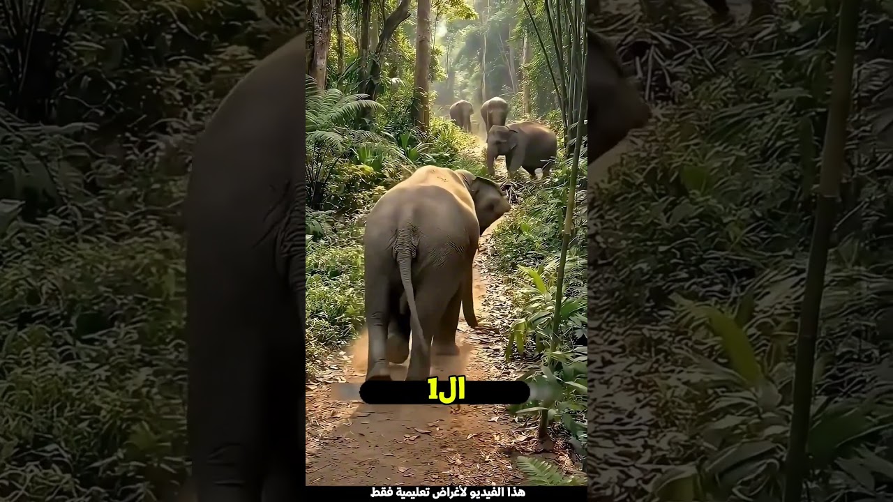 الولد اللي حاول يضحك على قطيع الأفيال 🐘😅