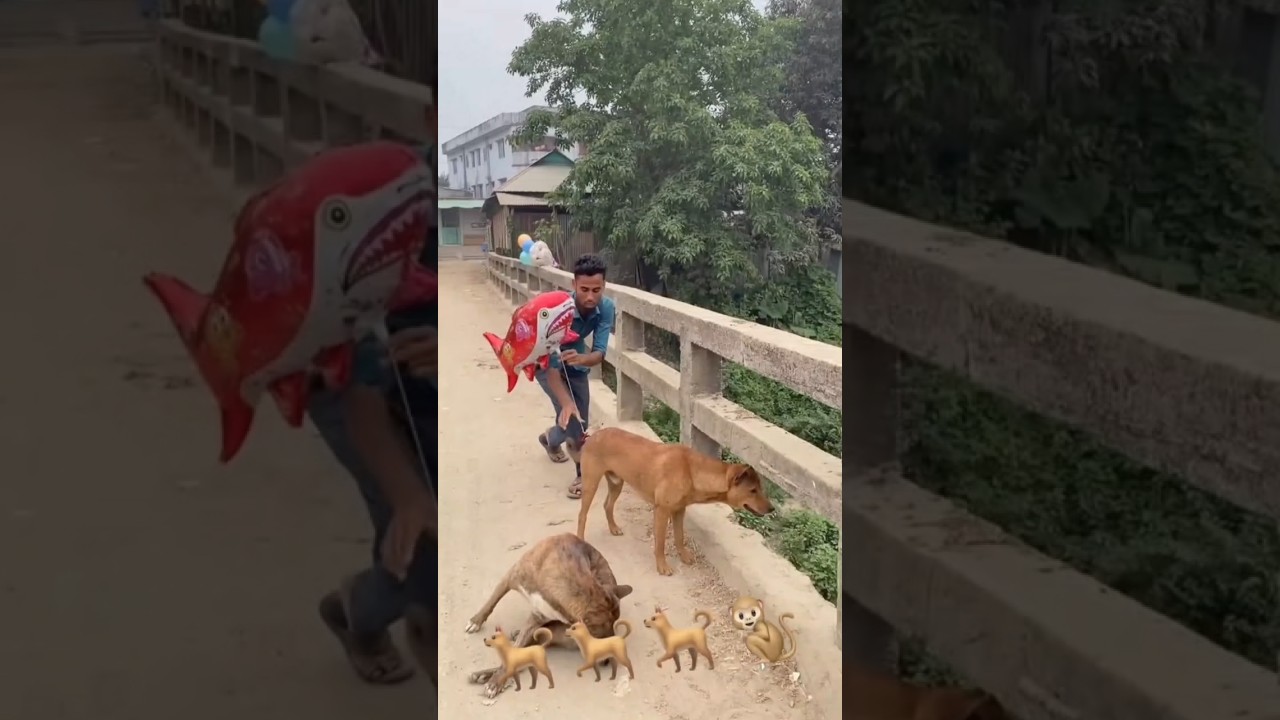 dog funny prank video#shorts