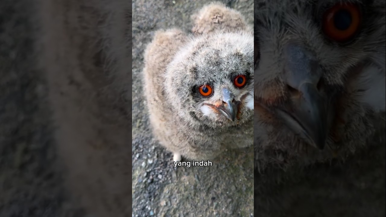 Burung Hantu Ini Selalu Ingin Dipeluk #shorts