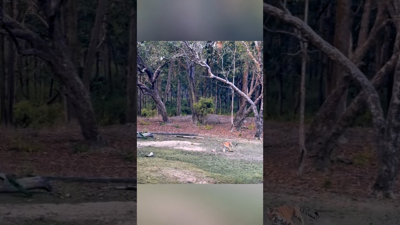 😱 🦌Охота тигра в действии — невероятный момент из дикой природы #Тигр #Природа #олень #hunting