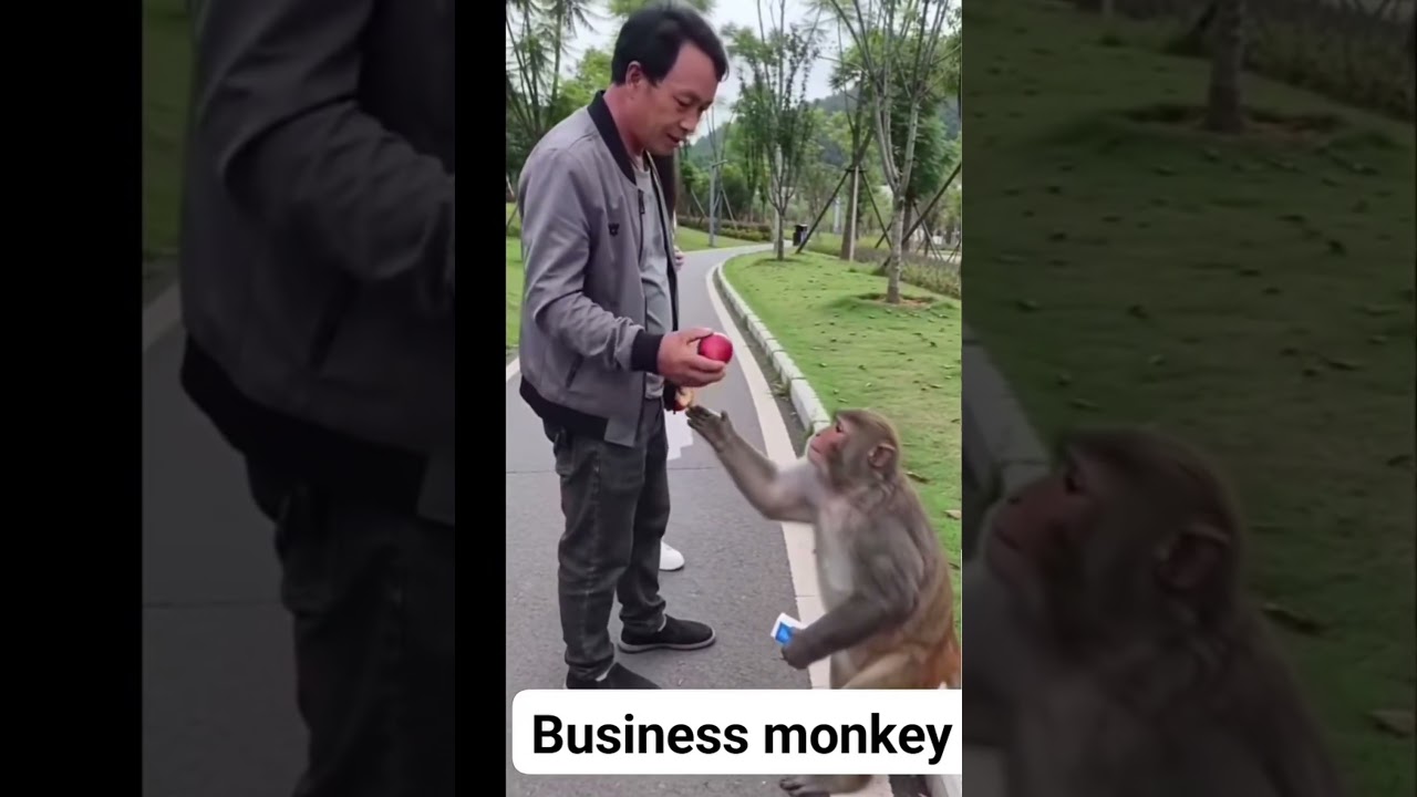 Business monkey🤪👍