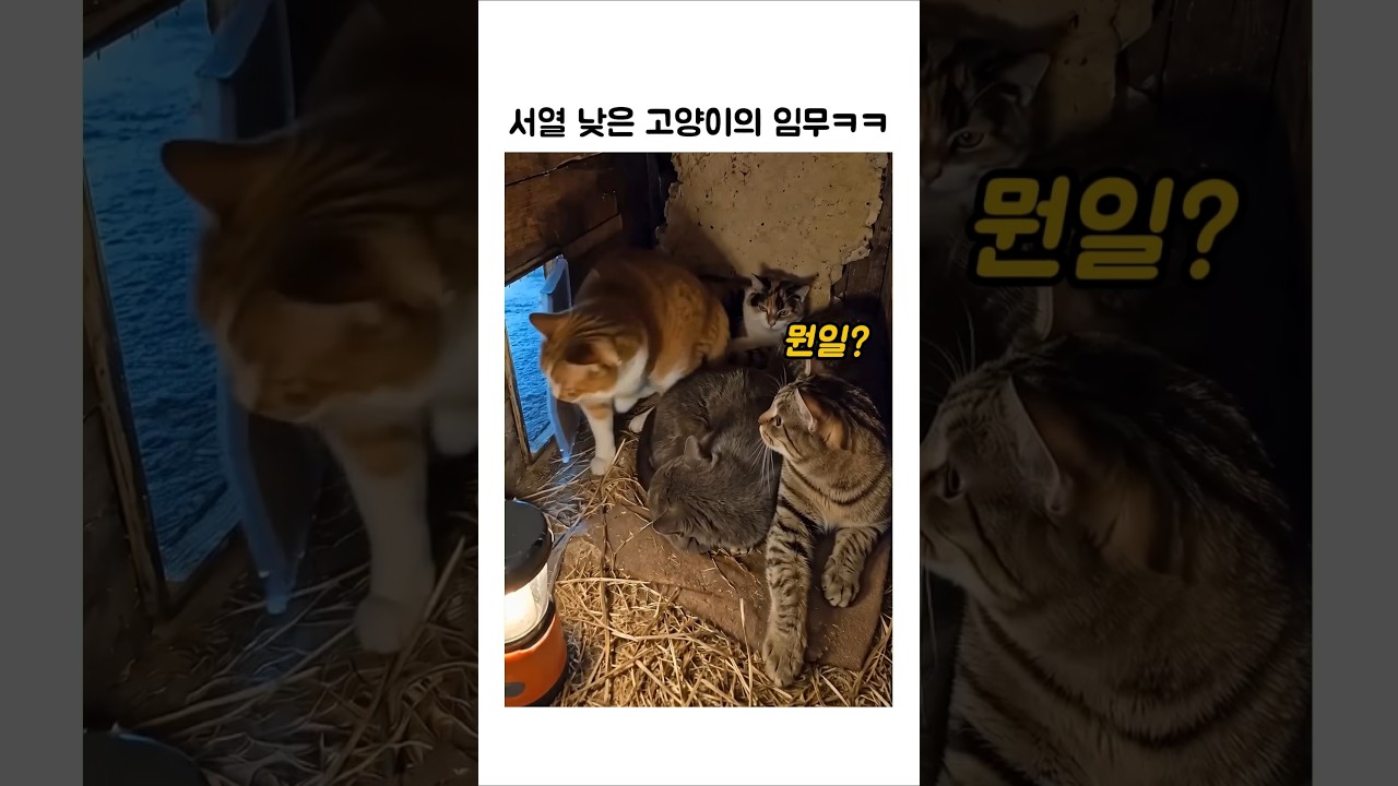서열낮은 고양이의 임무ㅋㅋ #웃긴동물 #냥냥이
