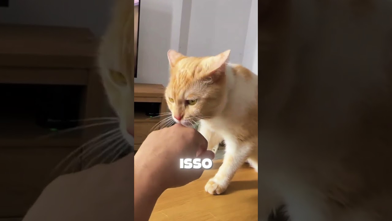 O SEGREDO ESCONDIDO NA LÍNGUA DOS GATOS 👅🐱 #shorts #curiosidades