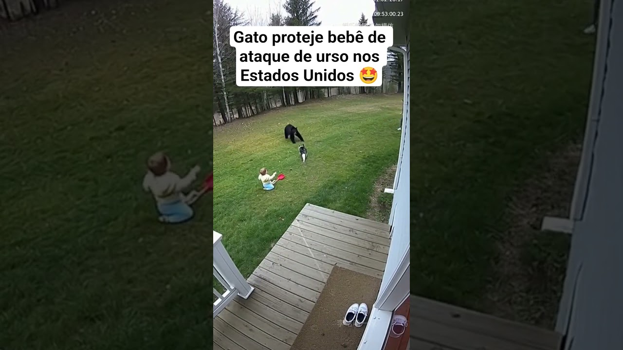 gato bota urso pra correr após querer atacar bebê #notícias