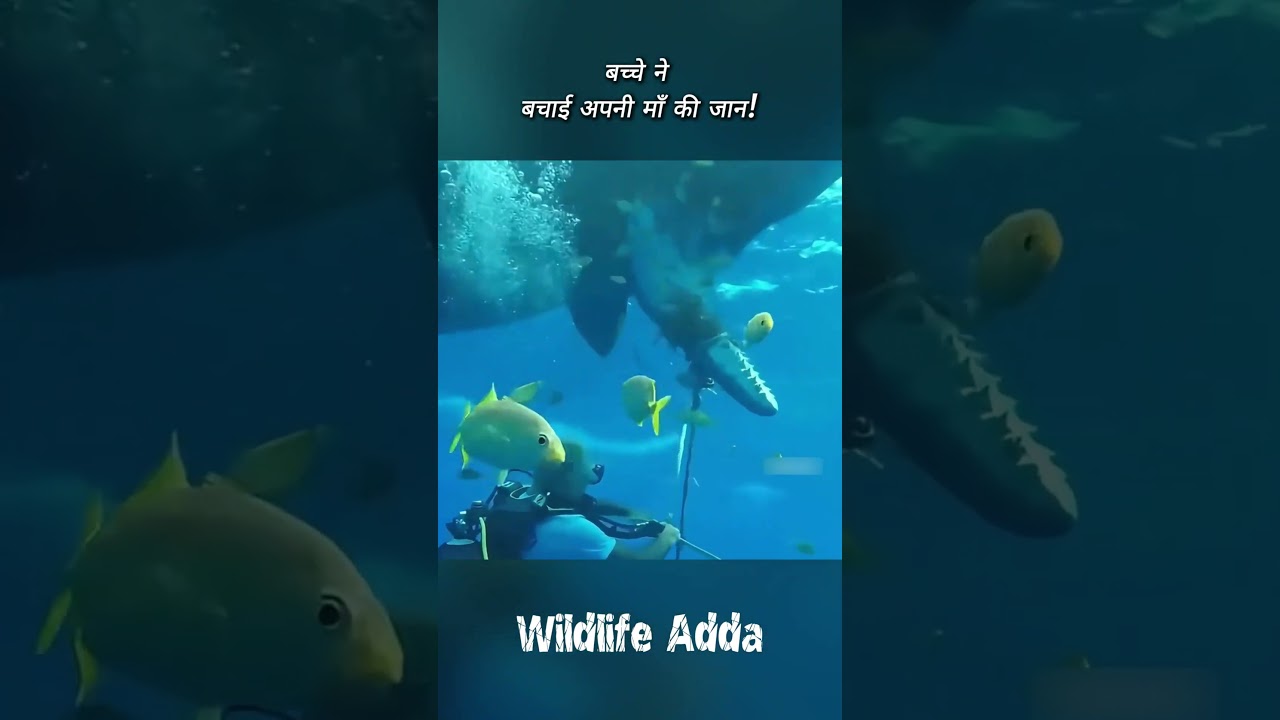 व्हेल ने इंसानों से मांगी मदद! | #shorts