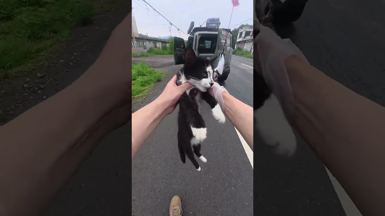 幫助出車禍的奶牛貓入土為安 #動物救助#日行一善