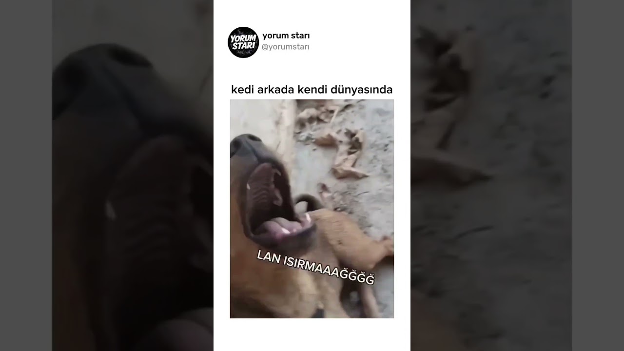 kedi arkada kendi dünyasında