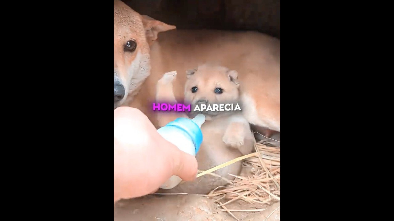 Esse filhotinho se escondia num buraco até conhecer seu novo amigo 💛🐶 #shots