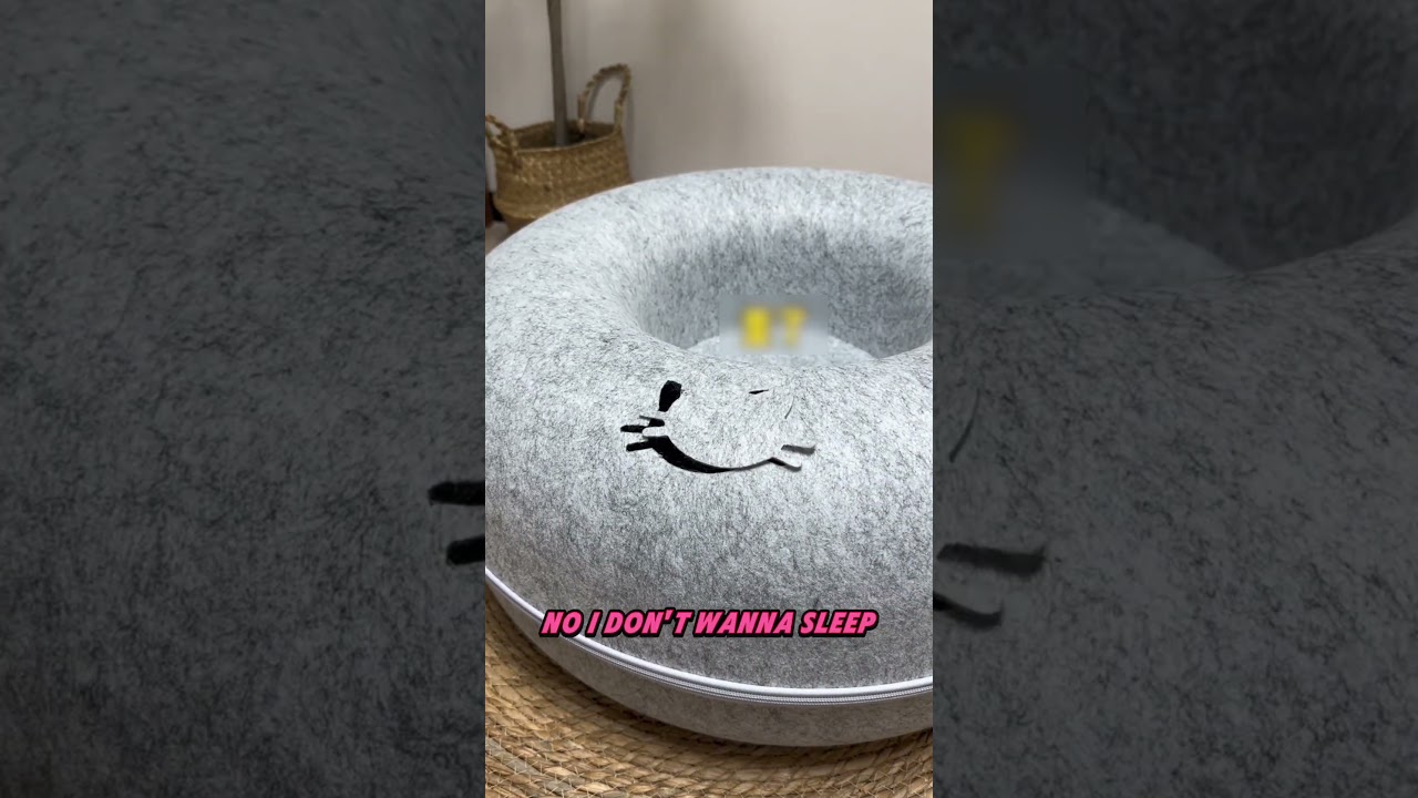 My Kitten Loved the Bed… Not Bedtime 😂🐱#shorts #kitten #funnycat #cuteanimals #pets