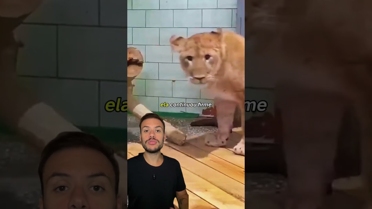 Ele tentou se aproximar da leoa, mas o que aconteceu depois mudou tudo