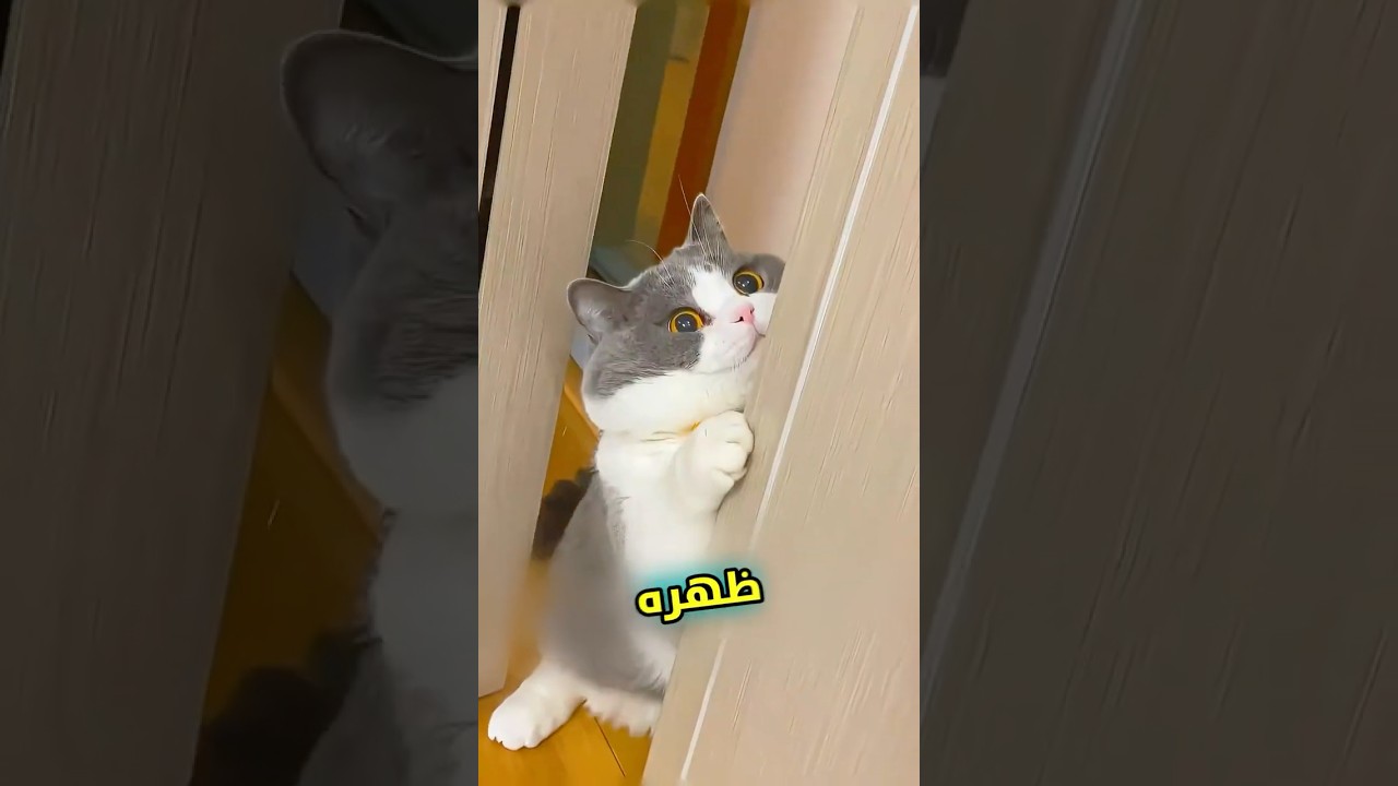 فرو هذا البس مقاوم للموية 🧐 #shortvideo