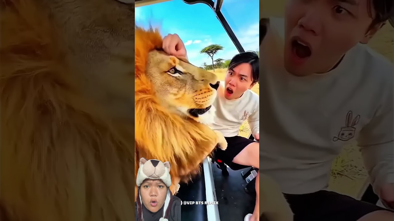ini mah bukan singa tapi siluman oyen 🤣 #kocak #ngakak #viral #fyp #shorts
