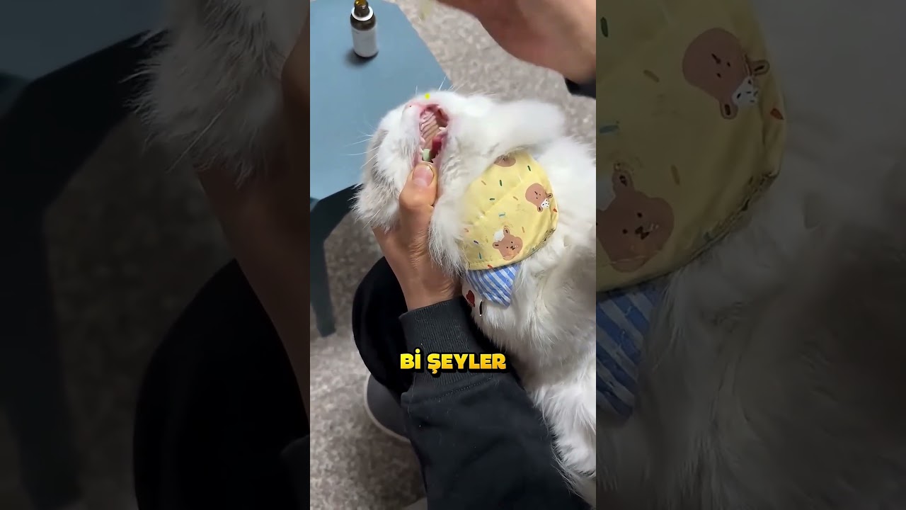 Kedisine İlacını Sadece Bu Şekilde Verebiliyor.. ❗🐱