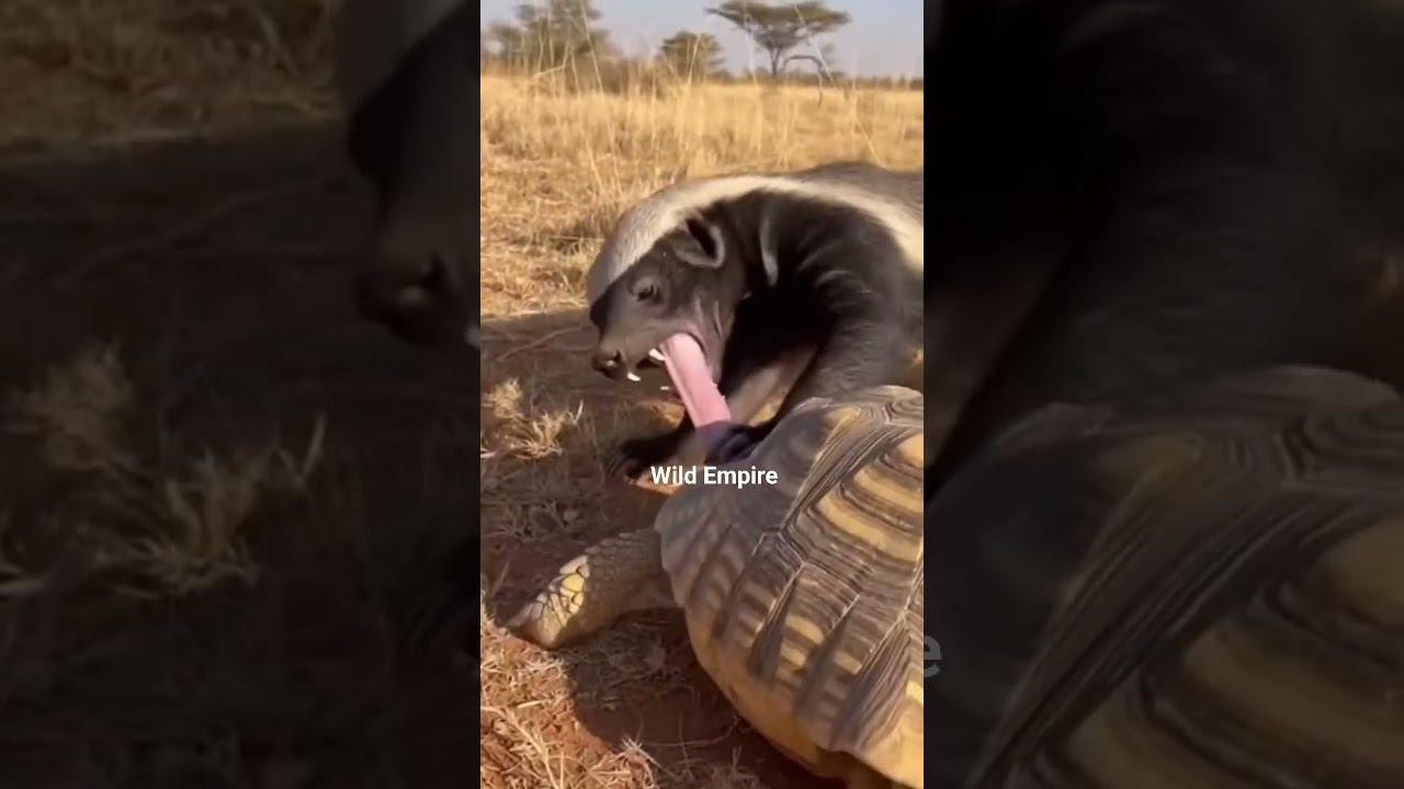 Curiosity went very wrong... very fast.😭The honey badger leans in trying to lick the tortoise...