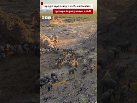 ஆரஞ்சு பழக்கூழை சாப்பிட ஒன்றுகூடிய யானைகள், குரங்குகள்