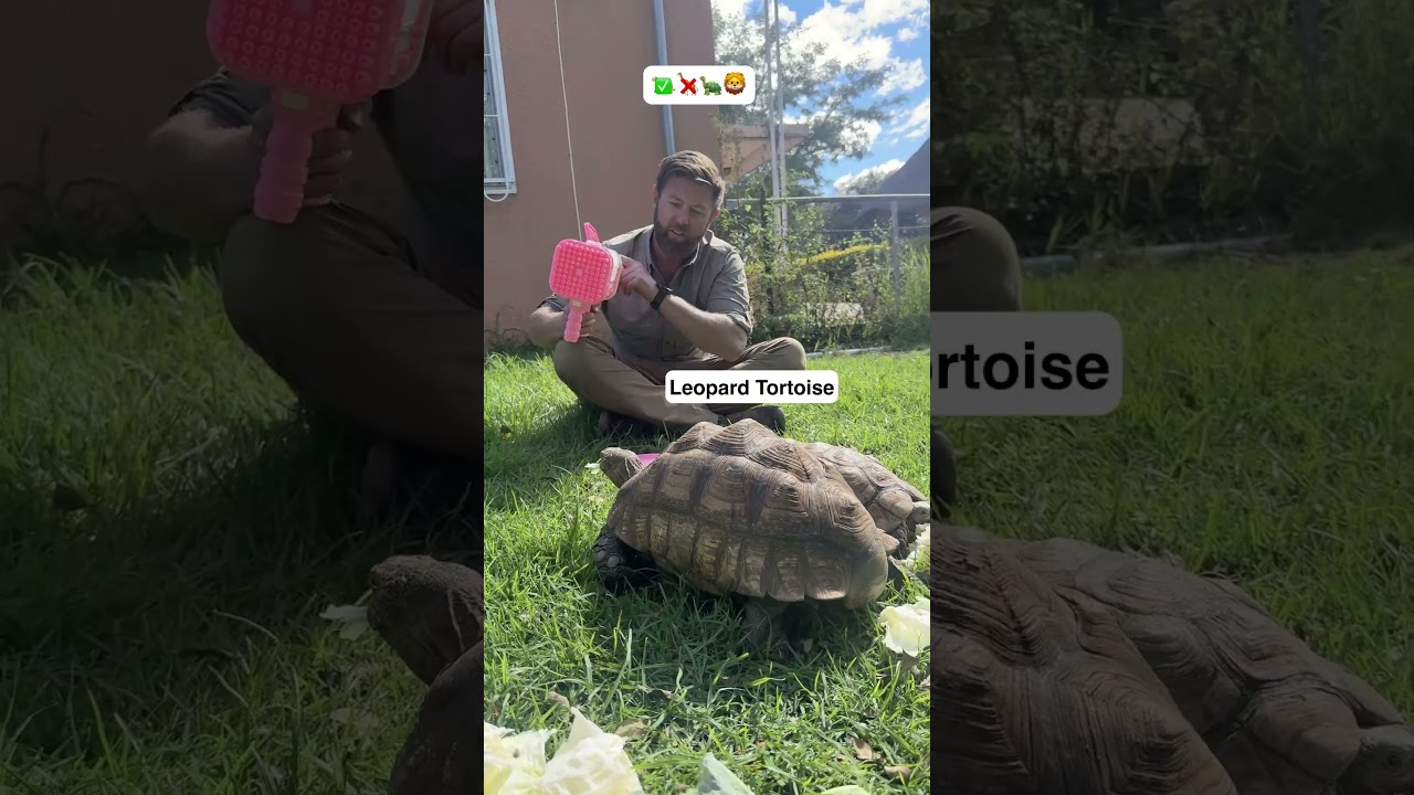 Which Animals Like Bubbles?