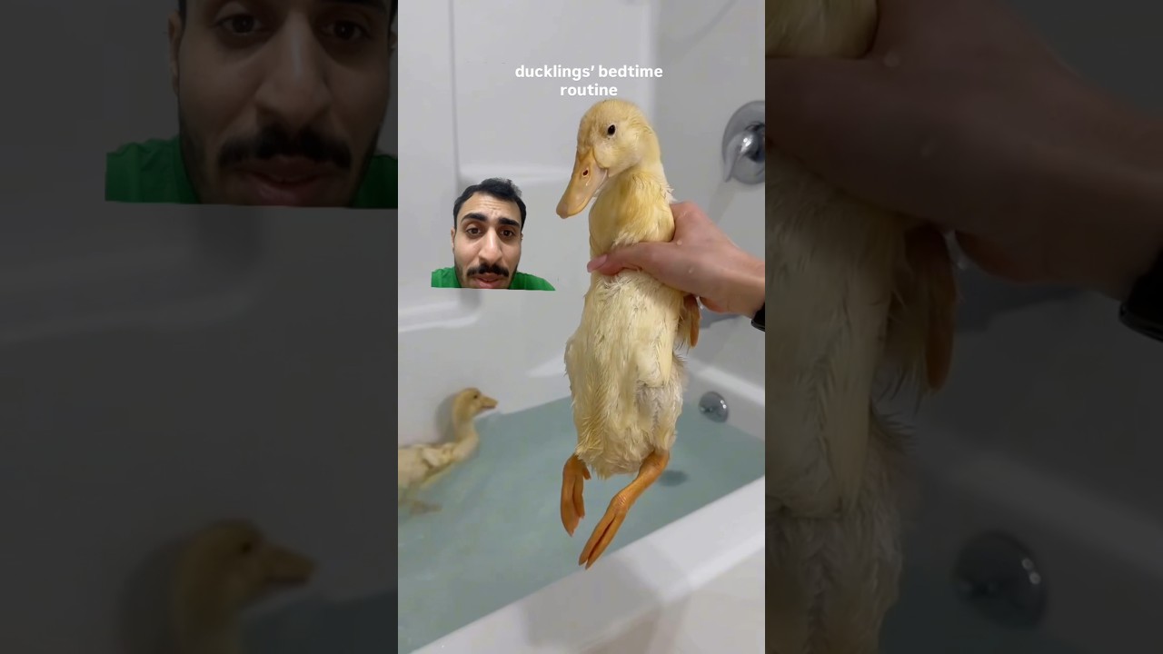 عبالي عدها اطفال وترتب السرير طلع السرير للبط البط عايش احسن مني #ضحك