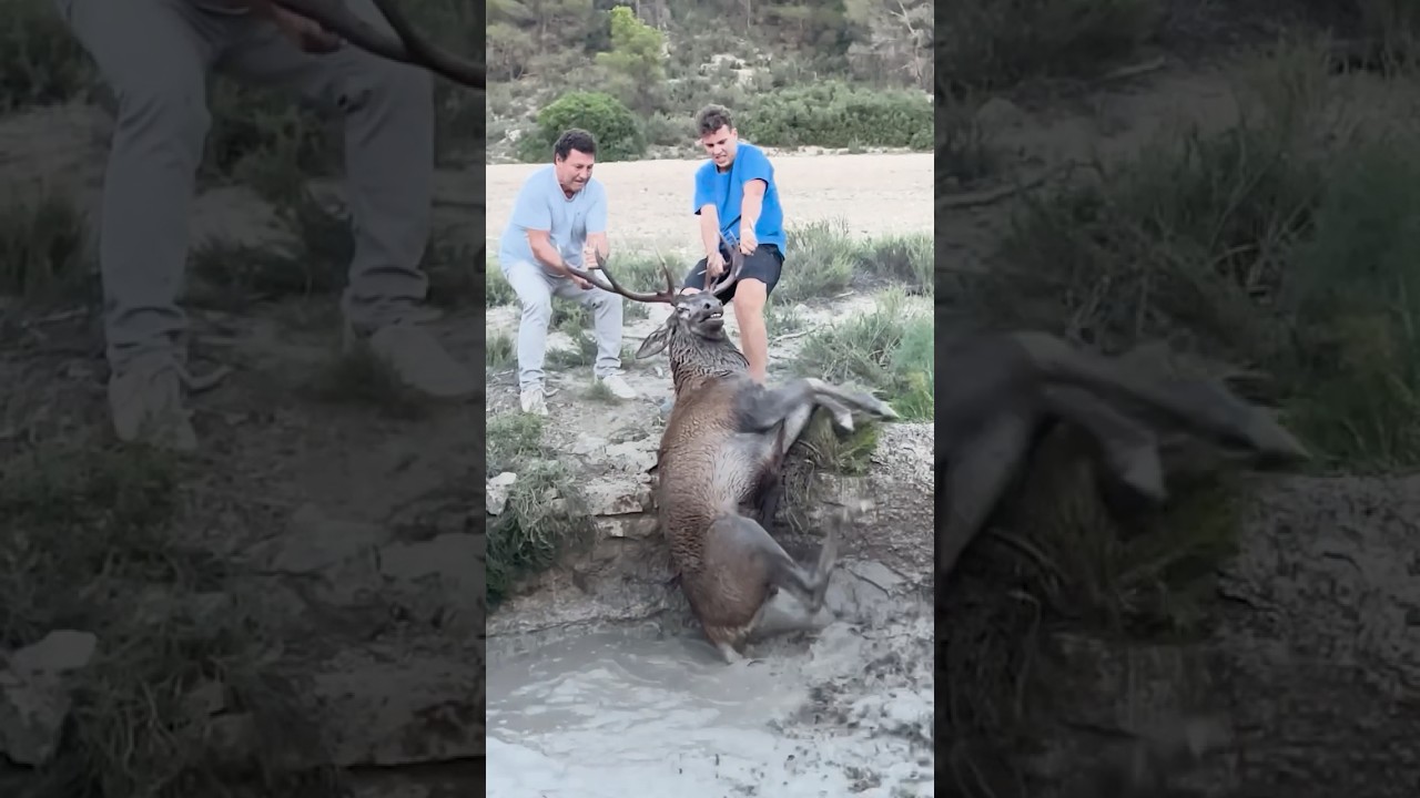 Massive Stag Gets Trapped In A Well