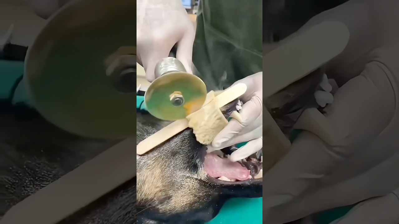 How to Remove Stuck Bones 😷 #goodtoknow #vet #medicine #funfacts #lifehacks #surgeonlife #survival