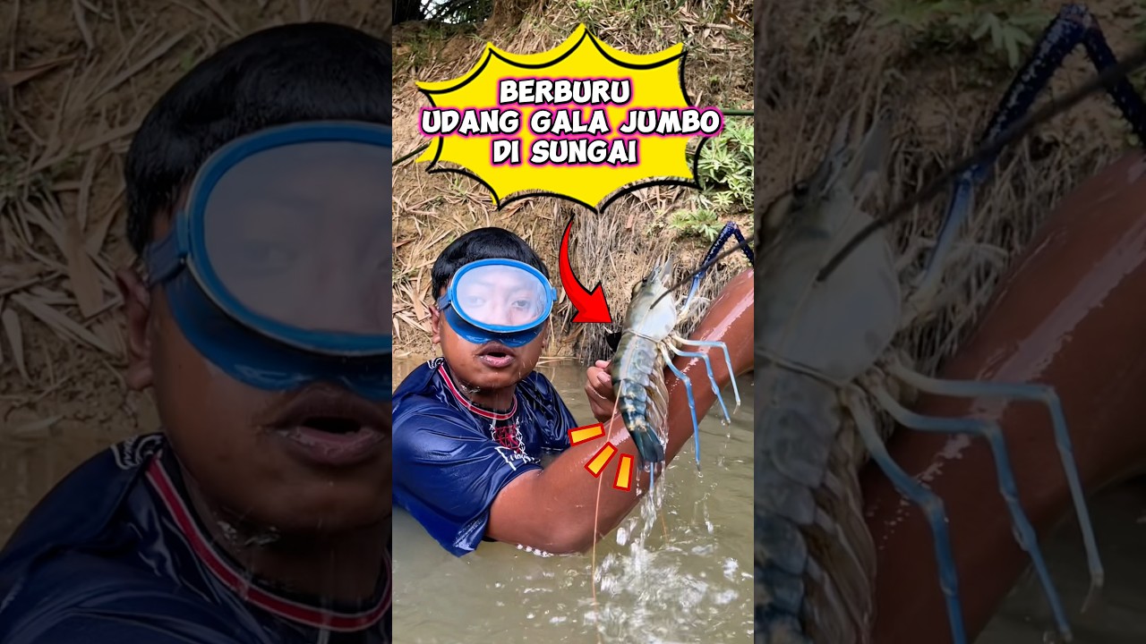 Berburu udang galah jumbo #wakmi #udanggalah #videolucu #ngebolang #sketsakomedi #lucu #comedy