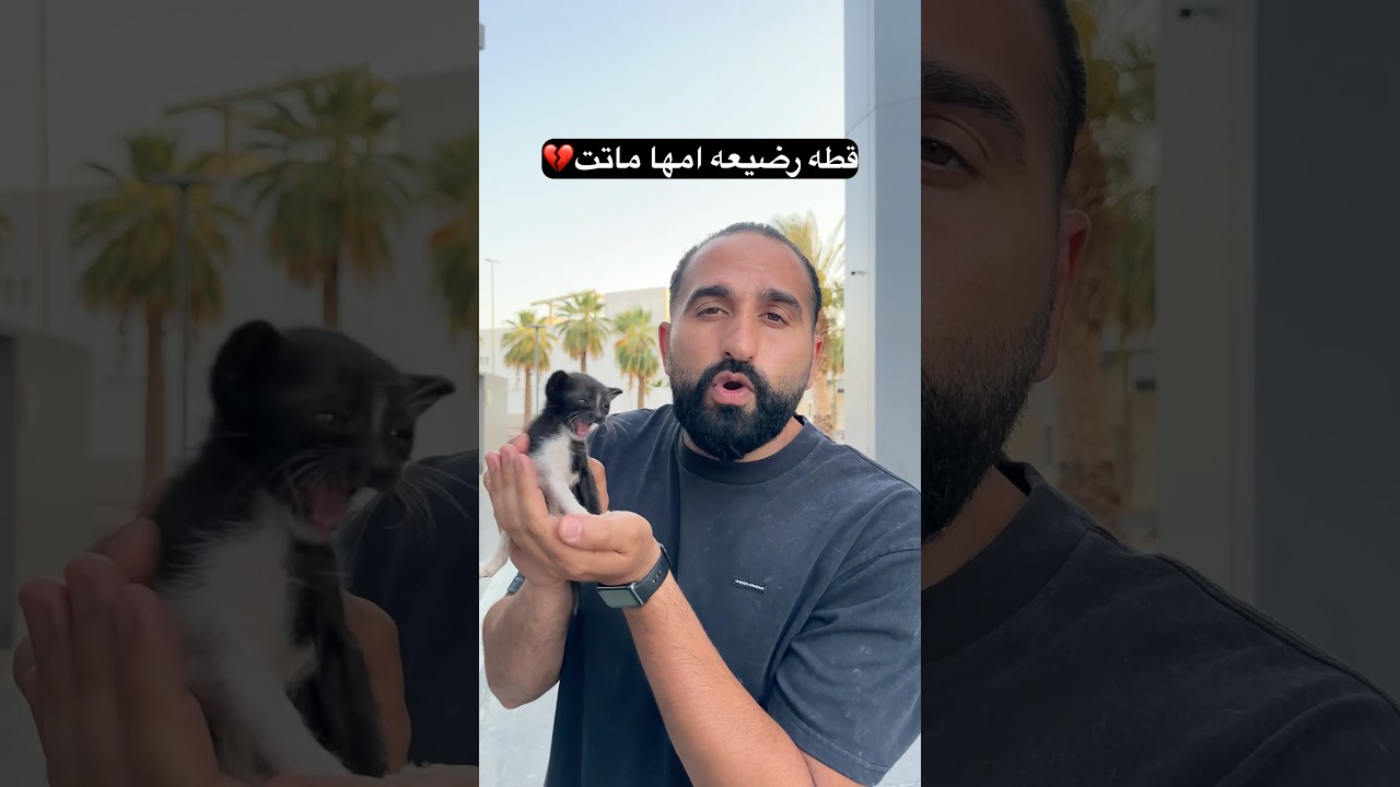 قطه رضيعة امها اندعست