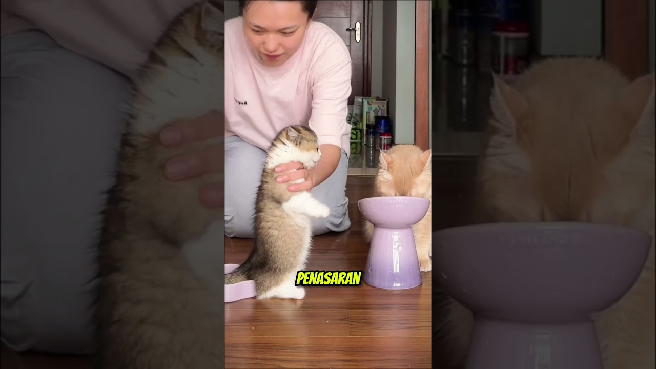 Si kucing cebol kalau udah masuk jam makan siang pasti langsung heboh 😹 #kucing #kucinglucu