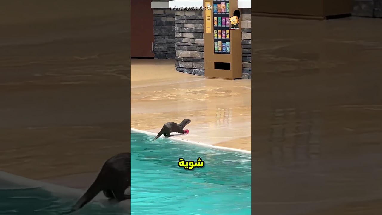 حيوان ذكي جدا شوف عمل اي #viral