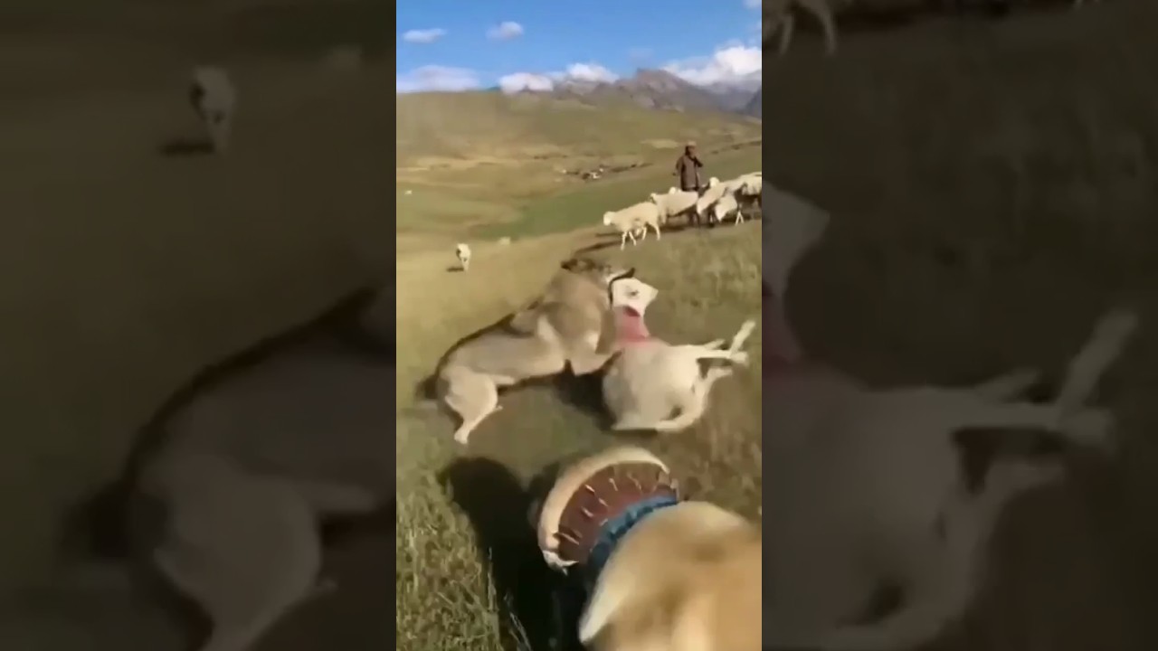 Wolf attack on sheep and shepherd dogs defend! #shorts #animals #wolf