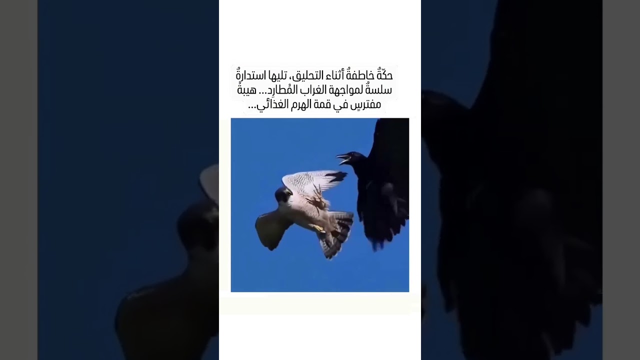 #shotrs كانه يقول انا لا أراك 🤣