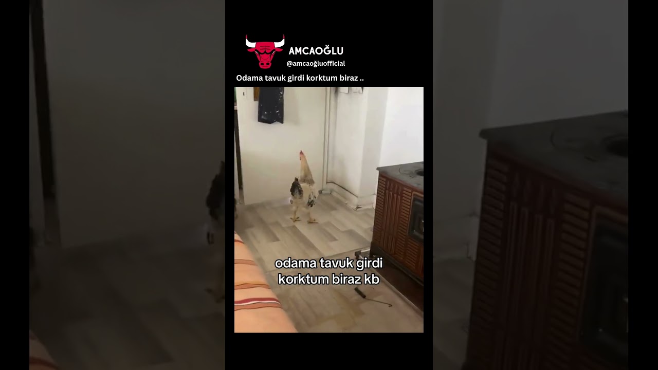 Odama tavuk girdi korktum biraz
