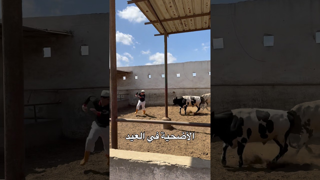 العجول هربت !😨🦬🚷 #عبدالرحمن_الدسوقي
