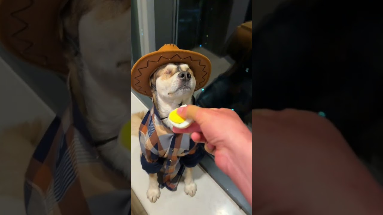 SİZCE KÖPEKLER NE YER!!