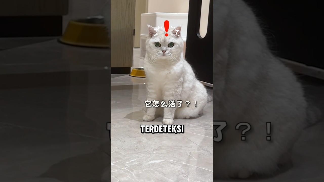 Kucing Suka Benda Bergerak😱❗