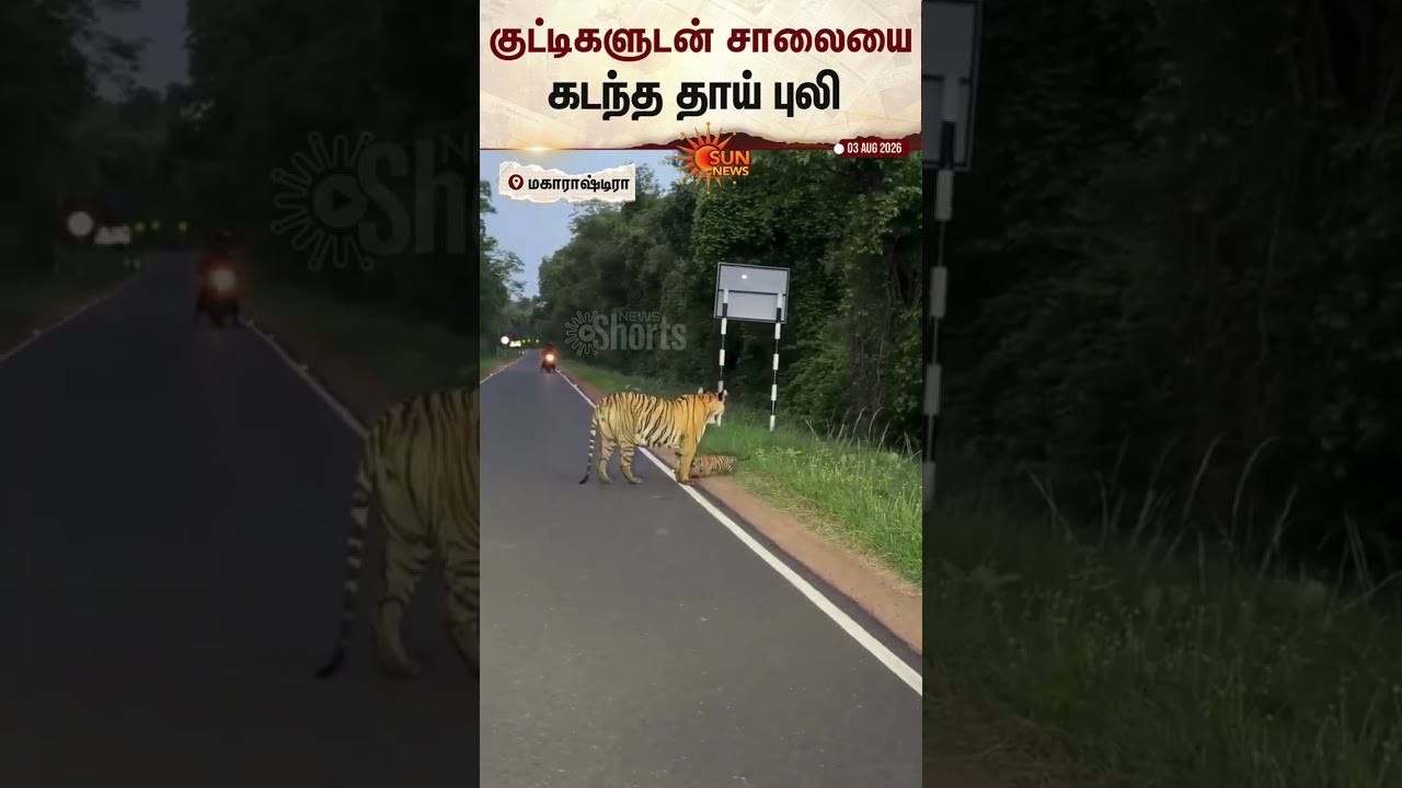 Maharashtra | Tiger | குட்டிகளுடன் சாலையை கடந்த தாய் புலி | Sun News
